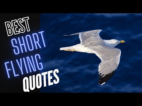 Short Flying Quotes | Flying Quotes that are short and Inspirational