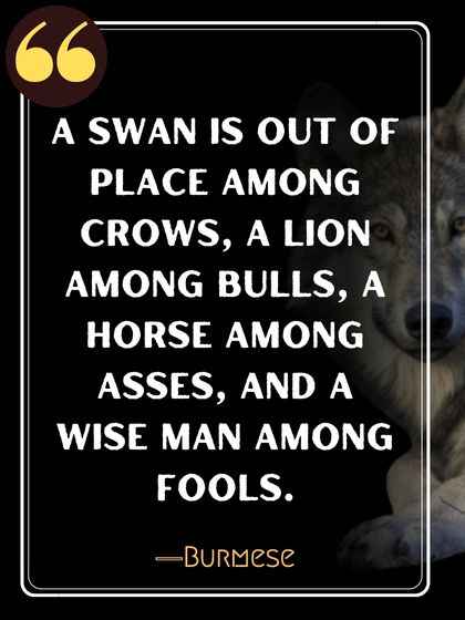 A swan is out of place among crows, a lion among bulls, a horse among asses, and a wise man among fools. ―Burmese