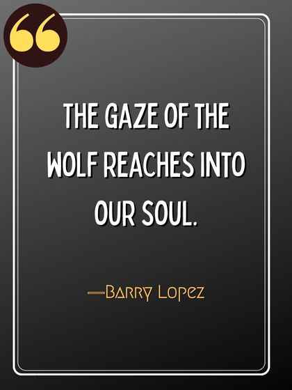 The gaze of the wolf reaches into our soul. ―Barry Lopez, wolf quotes,