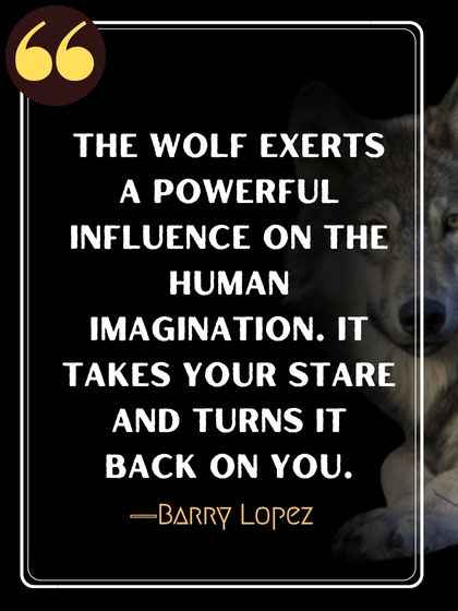 The wolf exerts a powerful influence on the human imagination. It takes your stare and turns it back on you. ―Barry Lopez