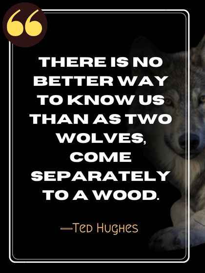 There is no better way to know us than as two wolves, come separately to a wood. ―Ted Hughes, powerful wolf quotes,
