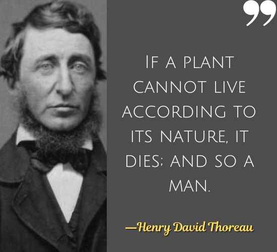 If a plant cannot live according to its nature, it dies; and so a man. ―Henry David Thoreau Quotes on Civil Disobedience,