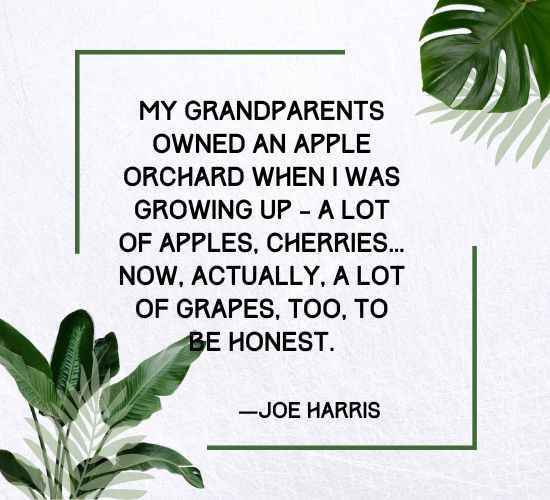 My grandparents owned an apple orchard when I was growing up – a lot of apples, cherries… now, actually,