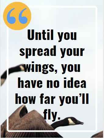 Until you spread your wings, you have no idea how far you’ll fly. Flying Quotes That Will Soar You to Great Heights