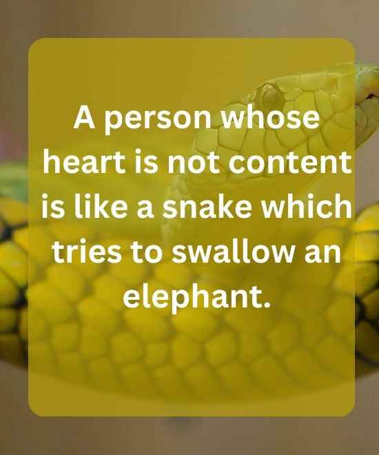 A person whose heart is not content is like a snake which tries to swallow an elephant.