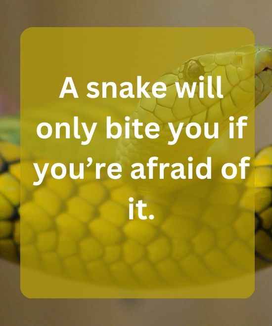 A snake will only bite you if you’re afraid of it.-snake quotes