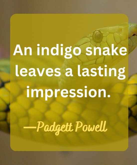 An indigo snake leaves a lasting impression.-snake quotes