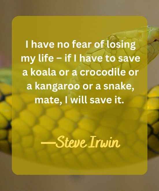 I have no fear of losing my life – if I have to save a koala or-snake quotes