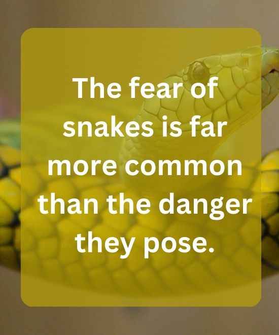 The fear of snakes is far more common than the danger they pose.-snake quotes